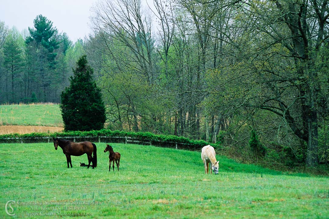 Mares and Foals in a Pasture