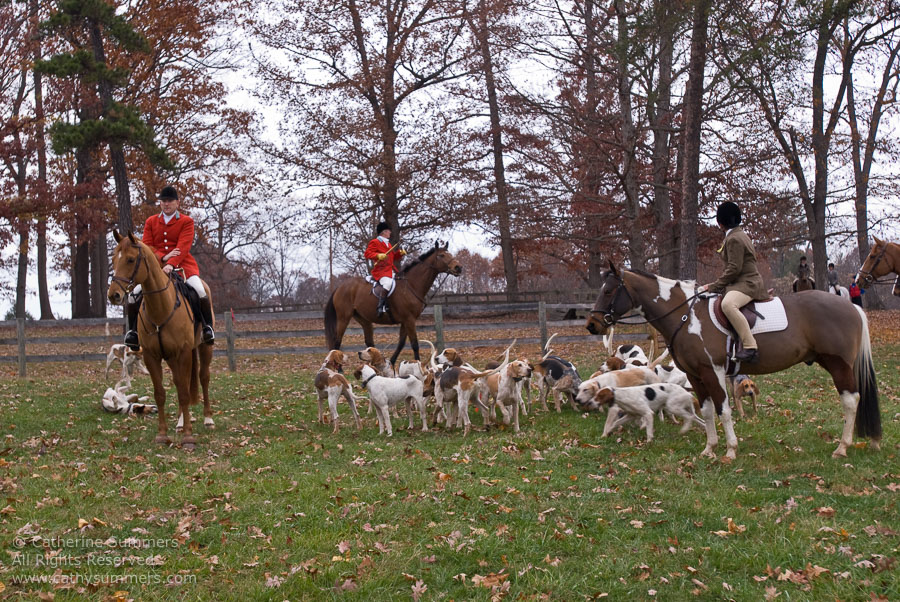 20071125_005: Farmington Hunt, Fox Hunting, Millington, Daron Beeney, hounds, Huntsman, Junior Hunt, Staff
