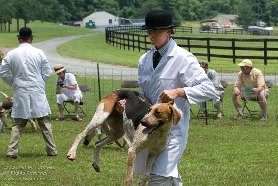 20080615_092: FHC, fox hounds, Puppy Show