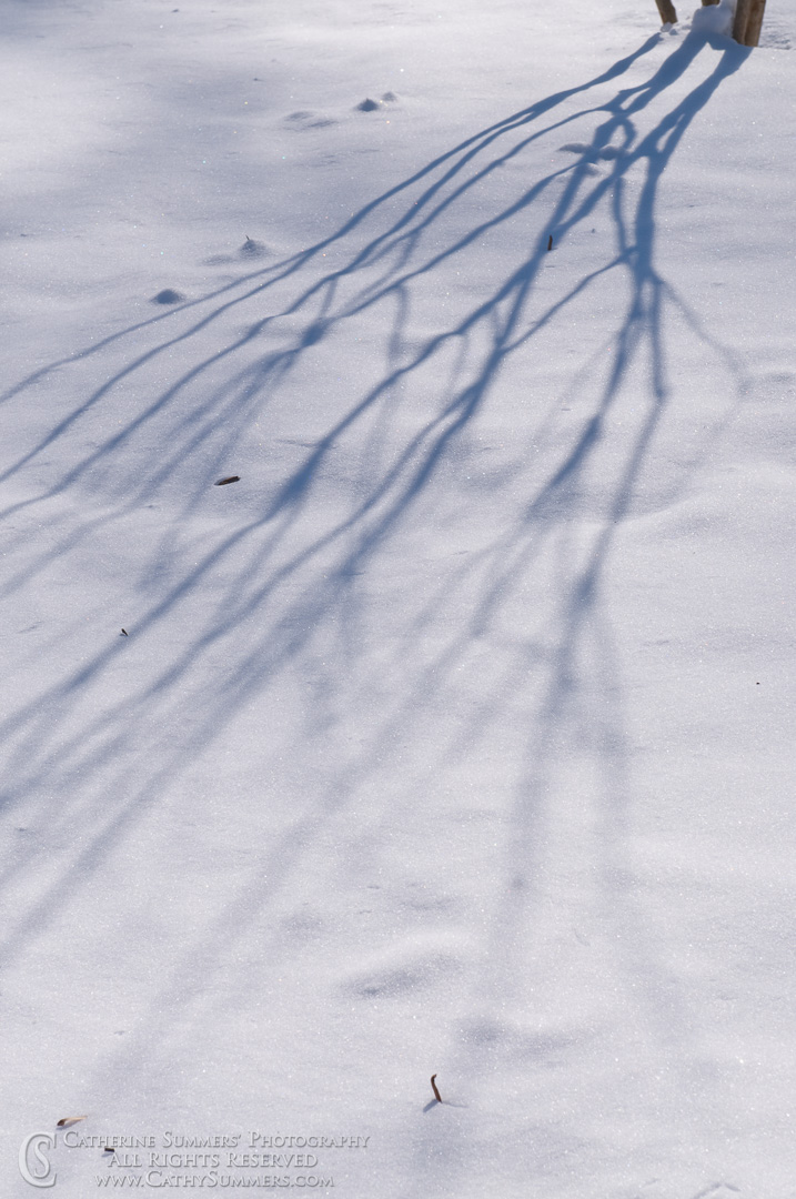 20090303_007: vertical, winter, snow, branch, shadows