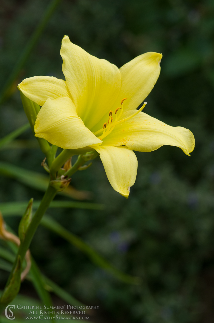 20090621_004: vertical, flowers, daylily, yellow, summer