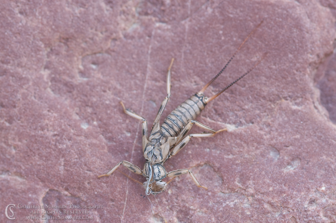 20090803_030: horizontal, rock, Montana, Bob Marshall Wilderness, K Bar L, stonefly exoskeleton