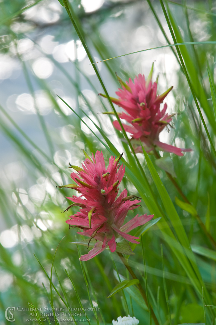 20090803_084: vertical, flowers, pink, Indian paintbrush, Montana, Bob Marshall Wilderness, K Bar L, summer, flower