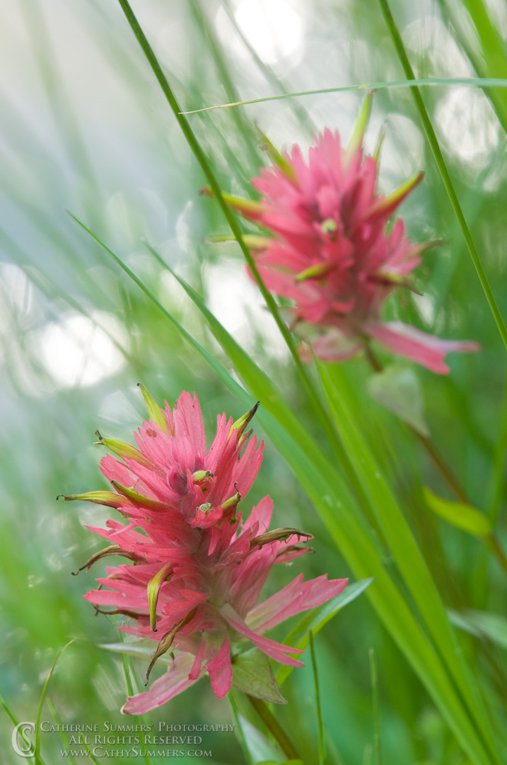 Indian Paintbrush by the River #2: Bob Marshall Wilderness, Montana