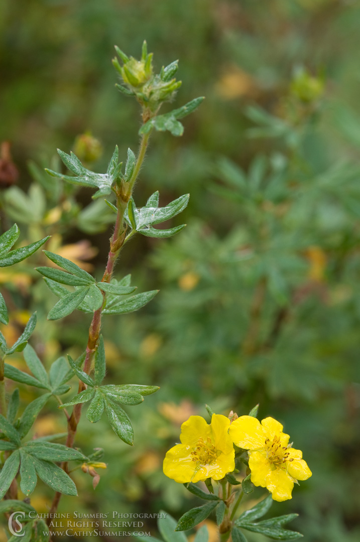 20090806_052: vertical, flowers, yellow, Montana, Bob Marshall Wilderness, K Bar L, summer, cinqfoil