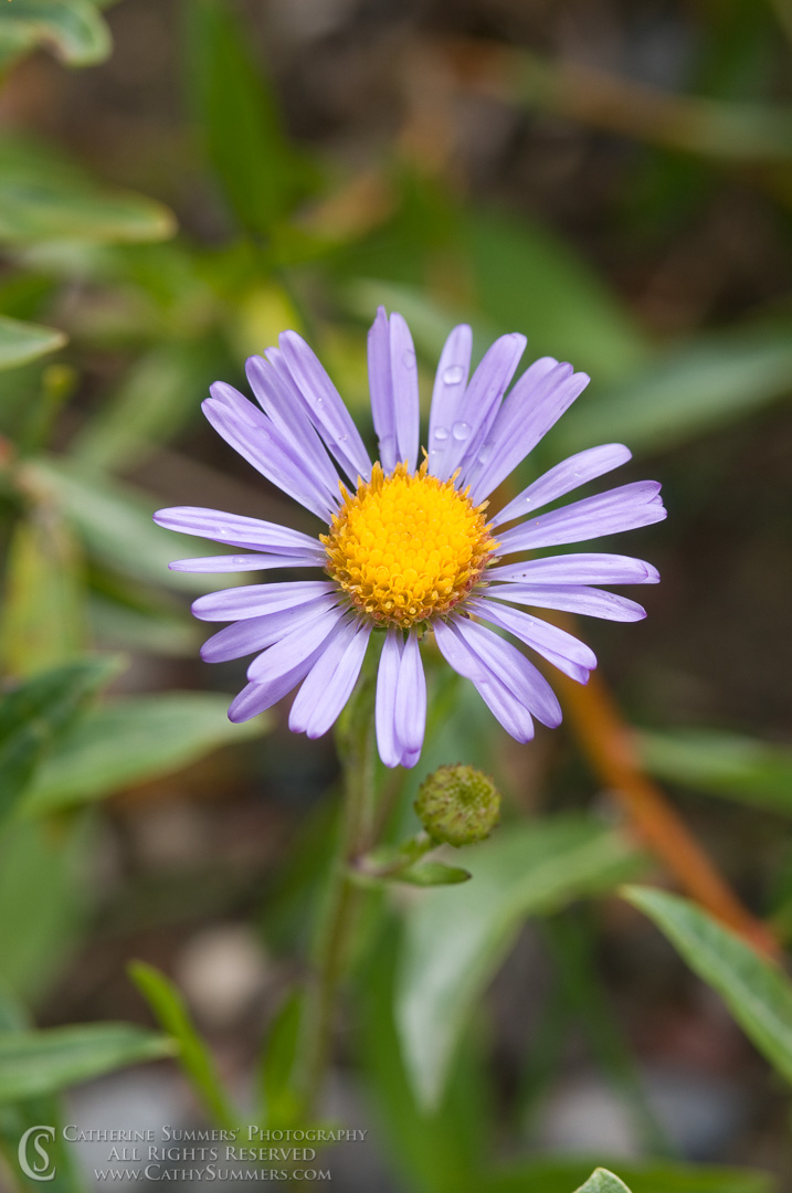 20090806_059: vertical, flowers, Montana, Bob Marshall Wilderness, K Bar L, summer, purple, flower, aster