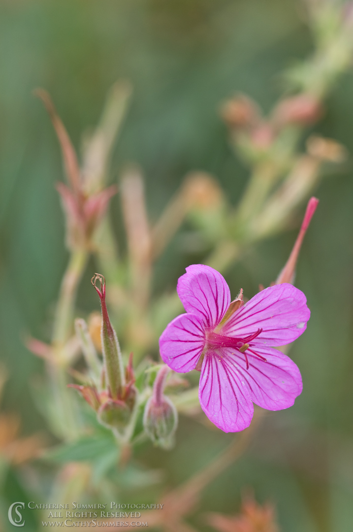20090807_020: vertical, flowers, Montana, Bob Marshall Wilderness, K Bar L, summer, purple, flower