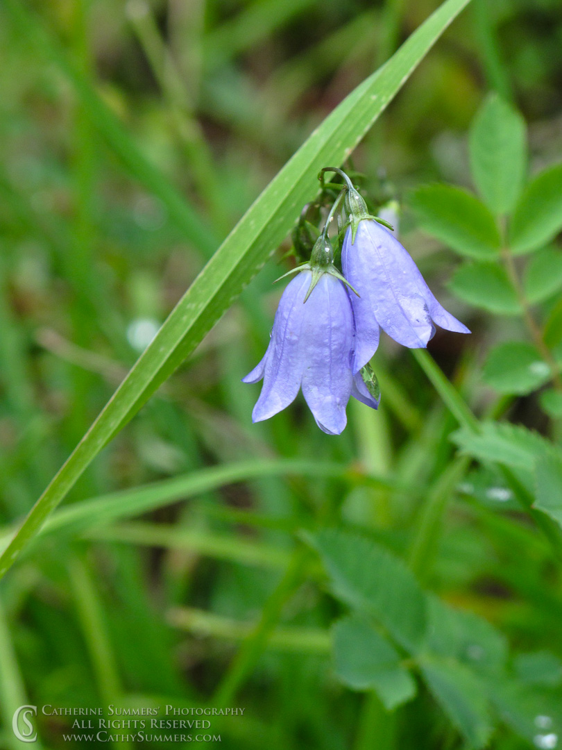 20090807_058: vertical, flowers, rain, blue, Montana, Bob Marshall Wilderness, K Bar L, summer, flower, harebell