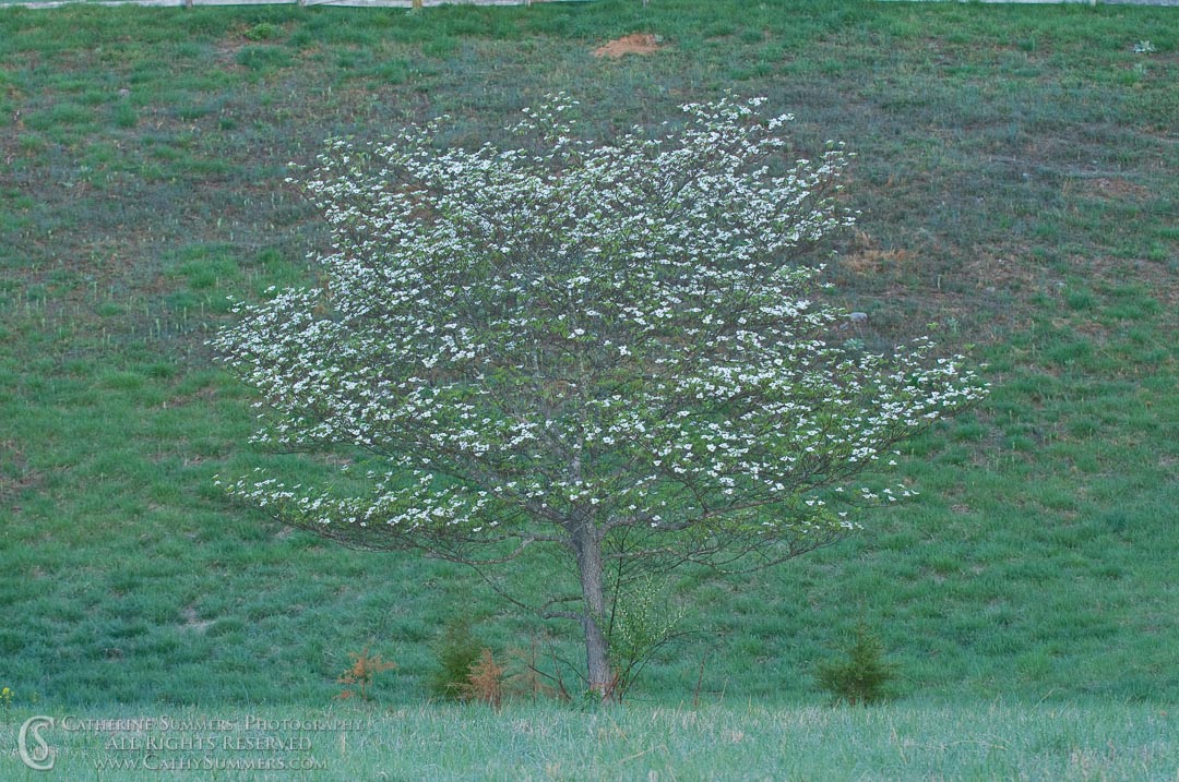 Dogwood in the Field, Springtime - Orton Effect