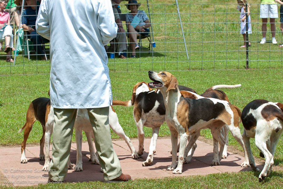 20100620_003: hounds