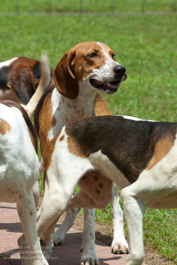 20100620_004: hounds