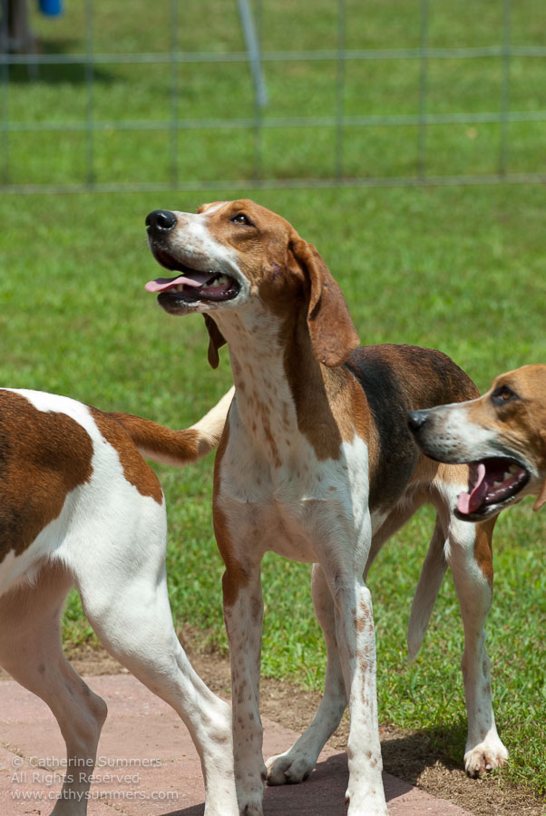 20100620_005: hounds