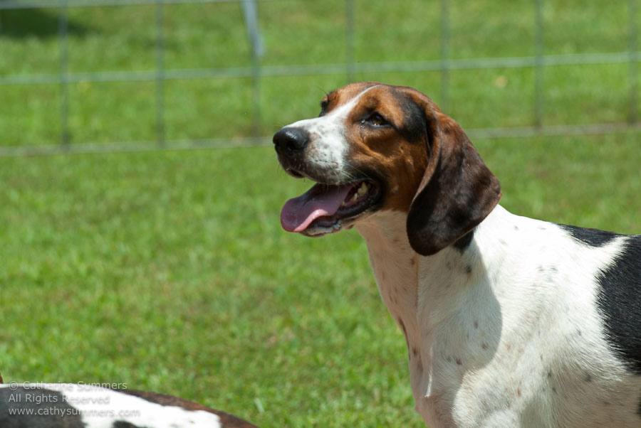 20100620_007: hounds