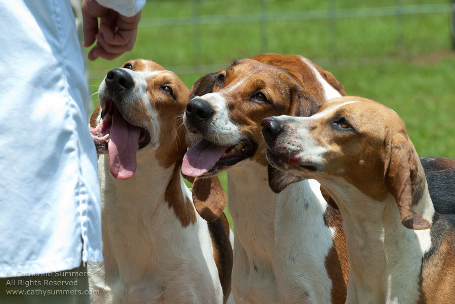20100620_008: hounds