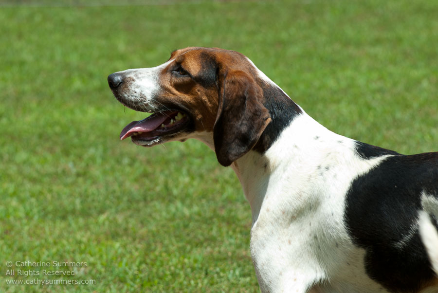20100620_009: hounds