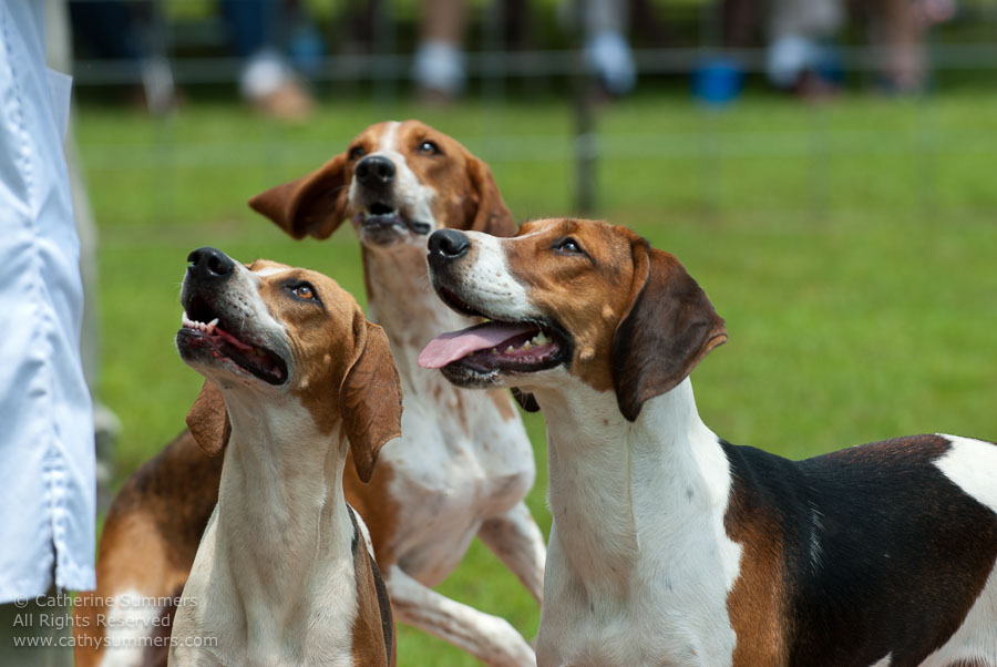 20100620_011: hounds