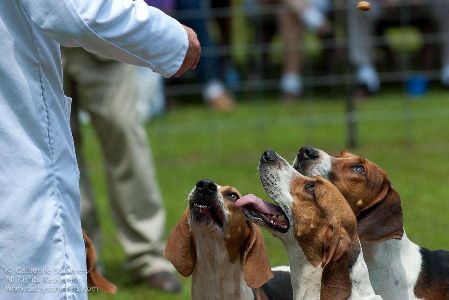 20100620_013: hounds