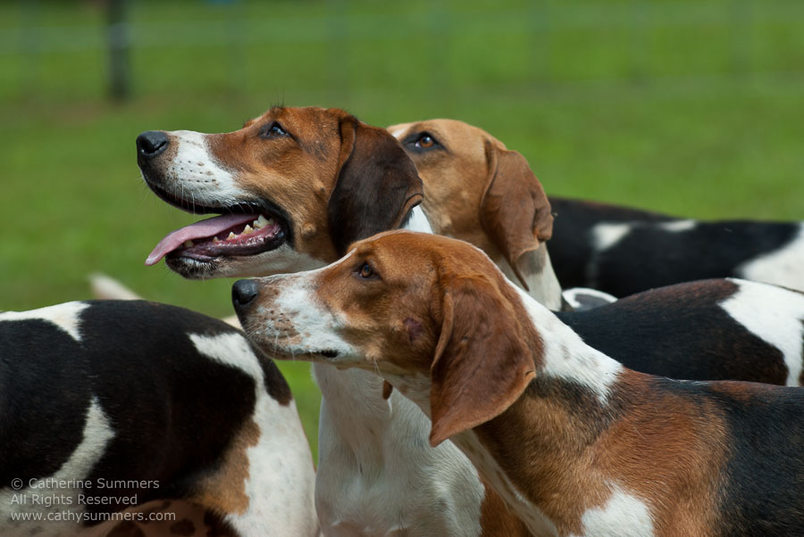 20100620_014: hounds