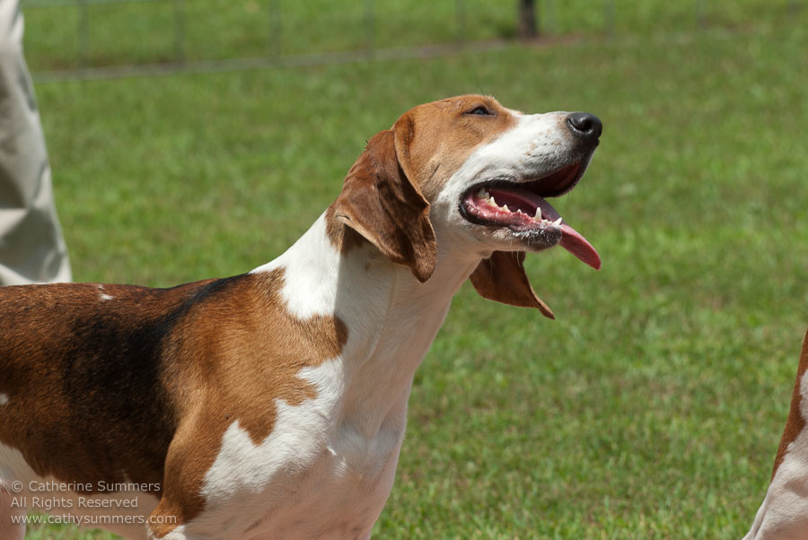 20100620_015: hounds
