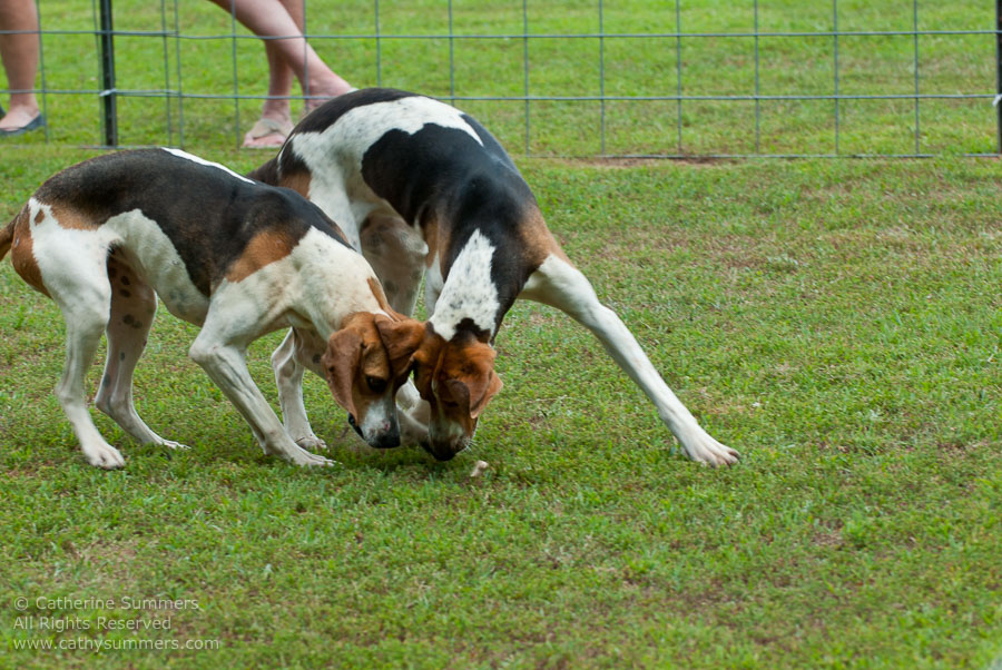 20100620_018: hounds
