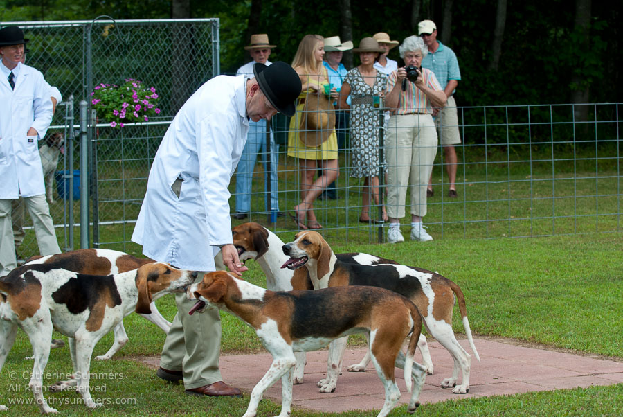 20100620_020: hounds
