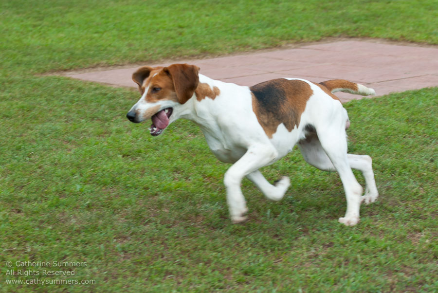 20100620_021: hounds