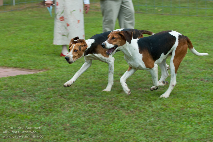 20100620_022: hounds
