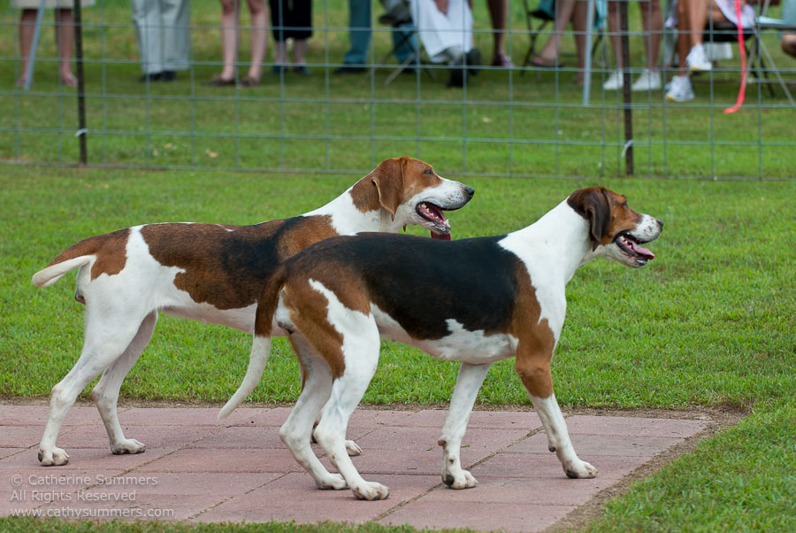 20100620_026: hounds
