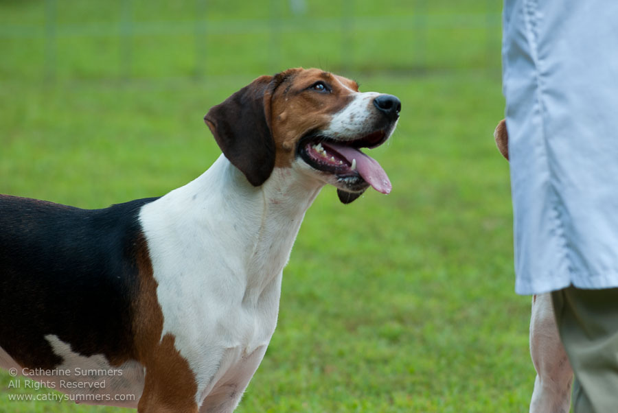 20100620_029: hounds