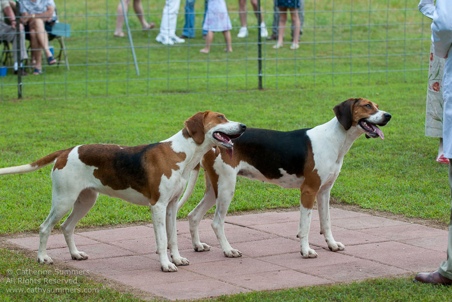 20100620_030: hounds