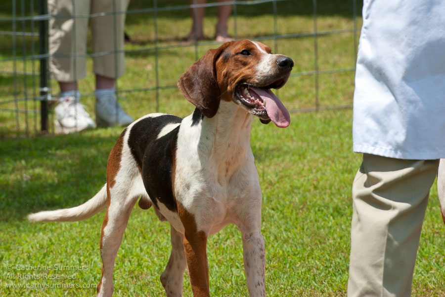 20100620_032: hounds