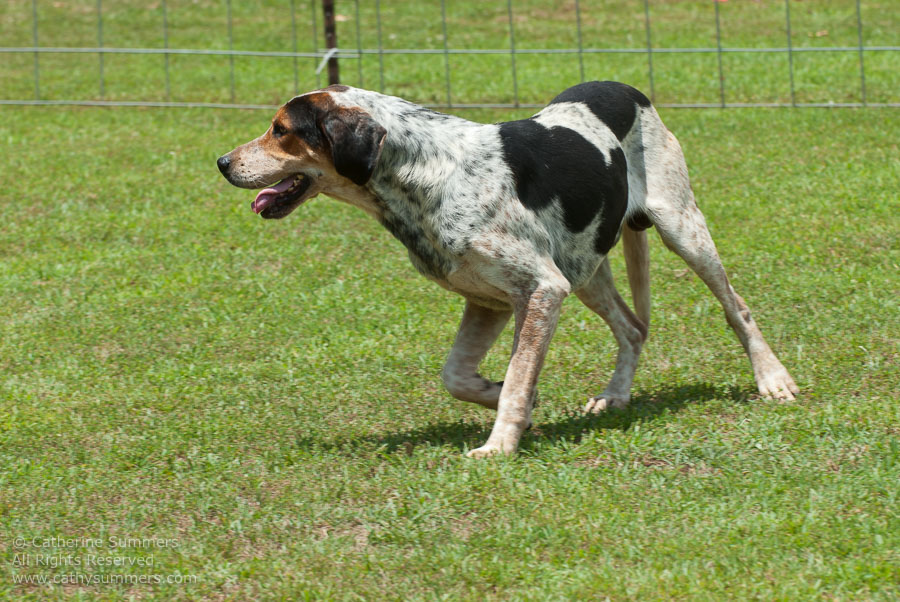 20100620_037: hounds
