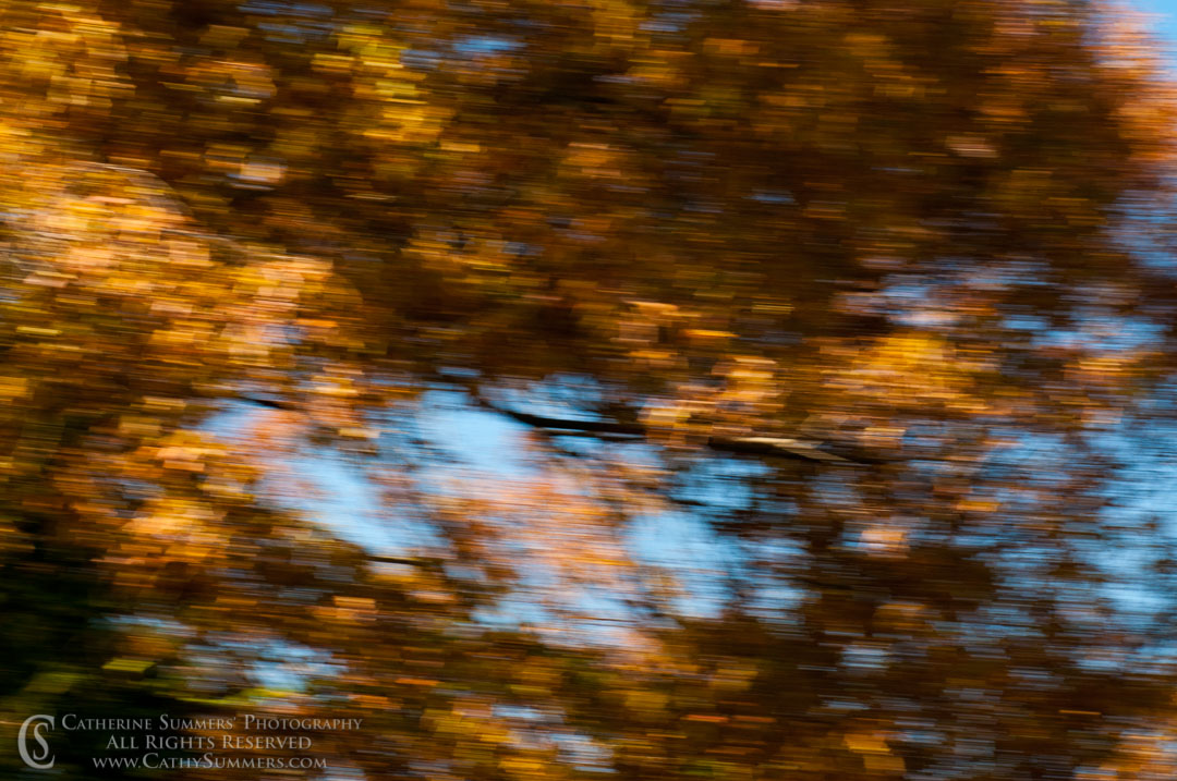 20101114_207: horizontal, autumn, leaves, blur, Photo by Elena, landscape