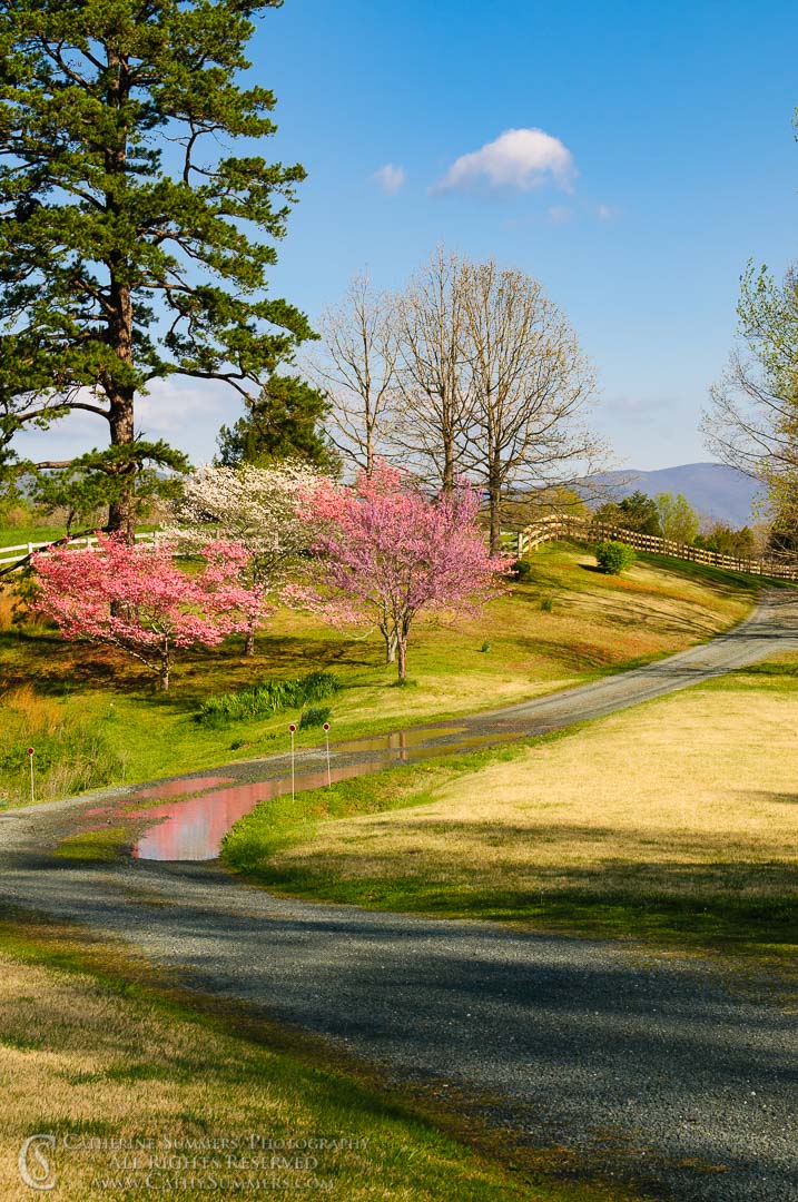 Farm Drive in Springtime: Albemarle County, Virginia