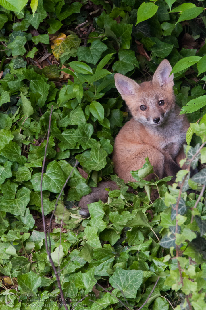 20120427_004: vertical, Abbott Lane, cubs, fox, ivy, kits