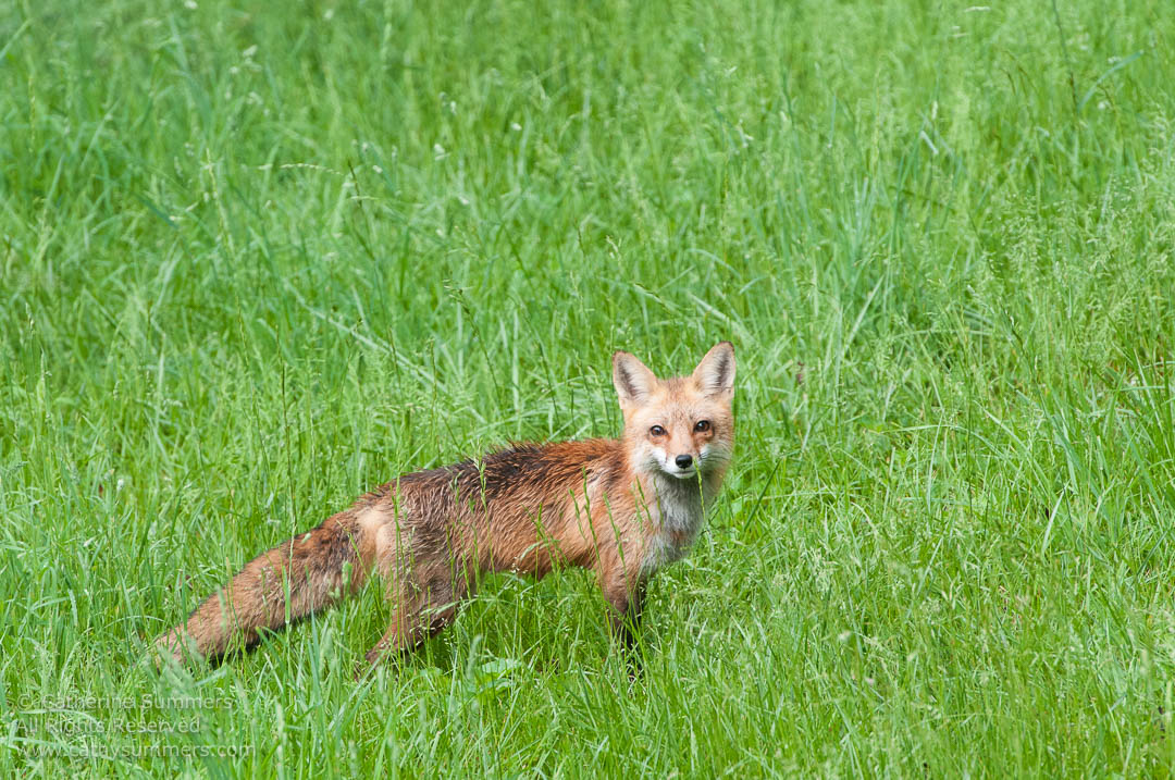 20120515_008: horizontal, Abbott Lane, fox, vixen, landscape