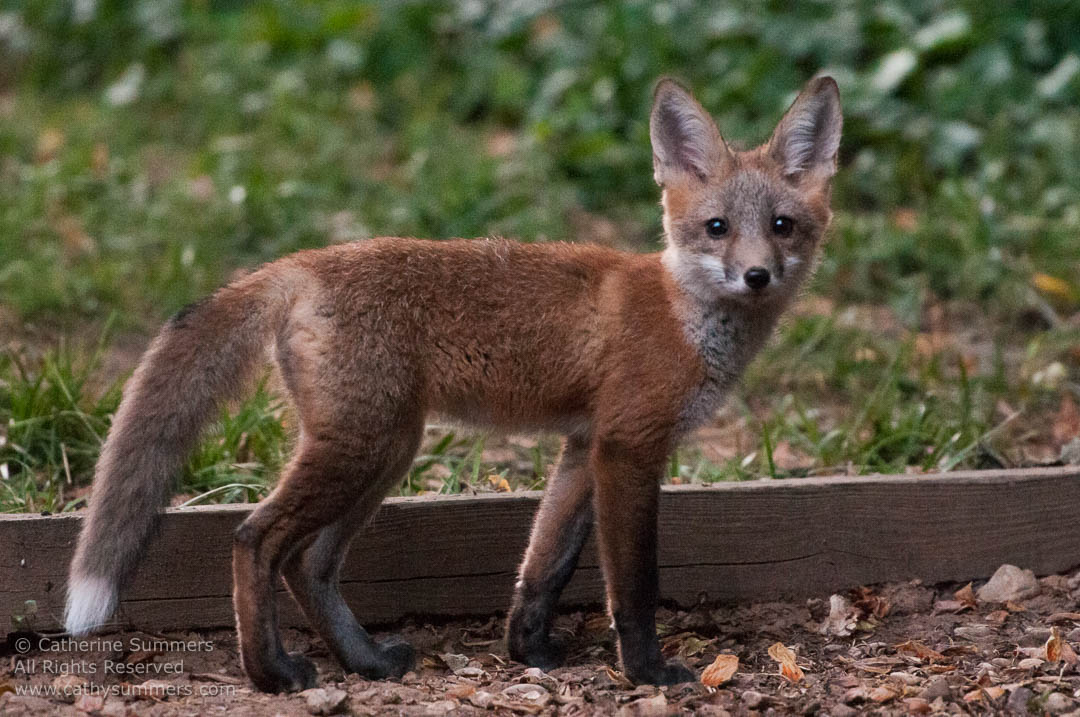 20120518_037: dusk, horizontal, Abbott Lane, fox, kits, Photo by Elena, landscape
