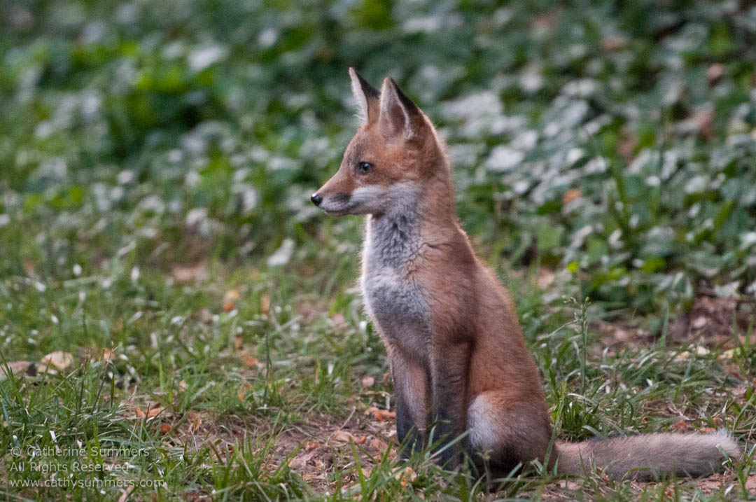 20120518_045: dusk, horizontal, Abbott Lane, fox, kits, Photo by Elena, landscape