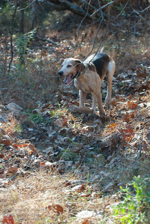 20121110_149: hounds, hound, Photo by Elena Summers, Opening Hunt, Mint Meadows