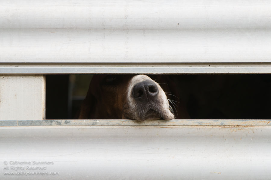 20121208_011: hound, trailer, fox hounds, muzzle