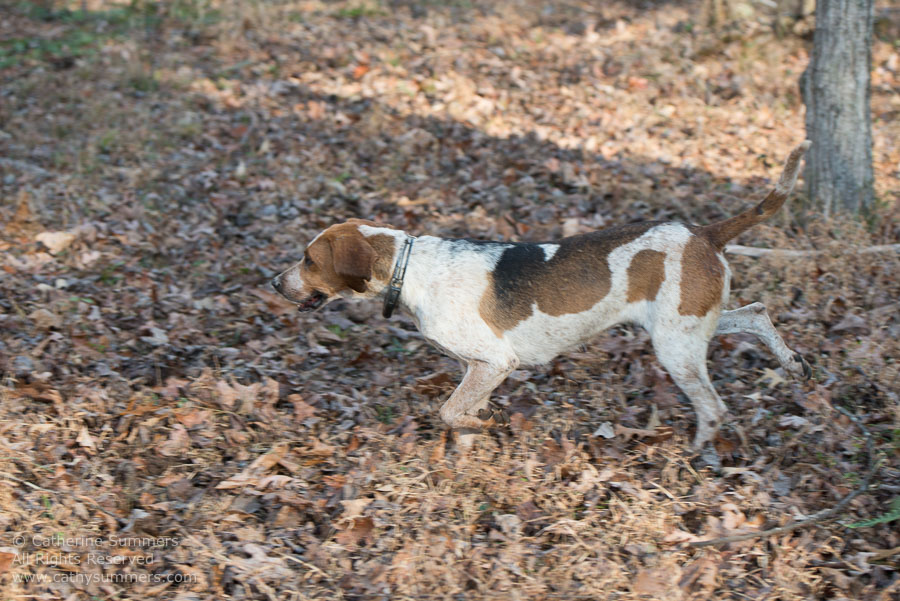 20121208_046: hounds