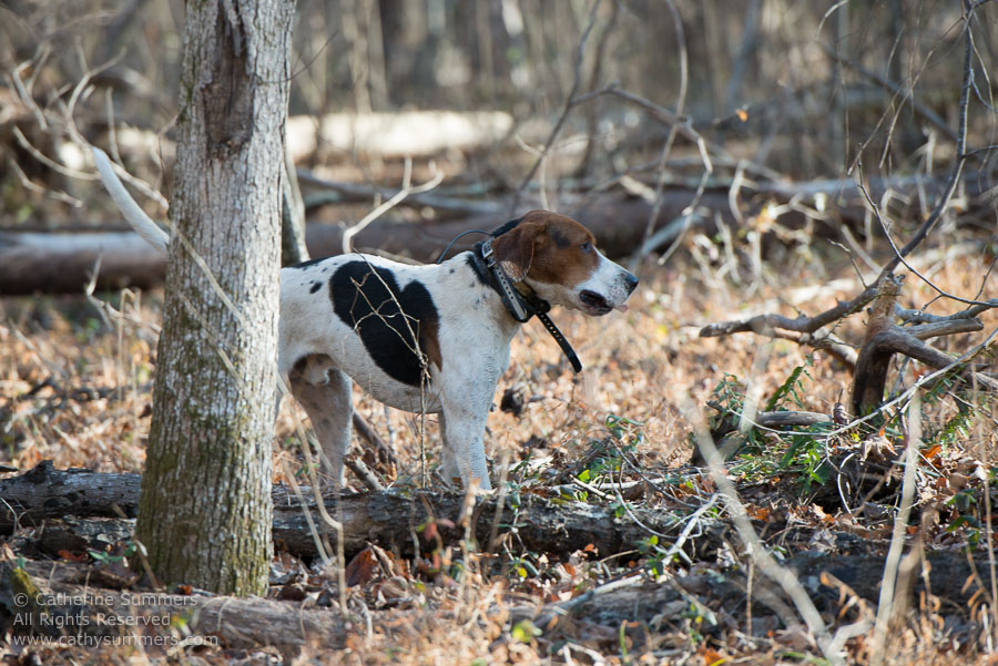 20121208_047: hounds