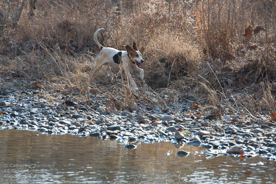 20121208_049: hounds