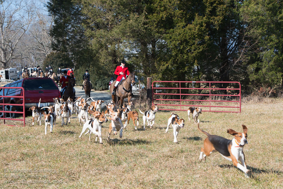 20130224_008: Daron Beeney, hounds, Huntsman