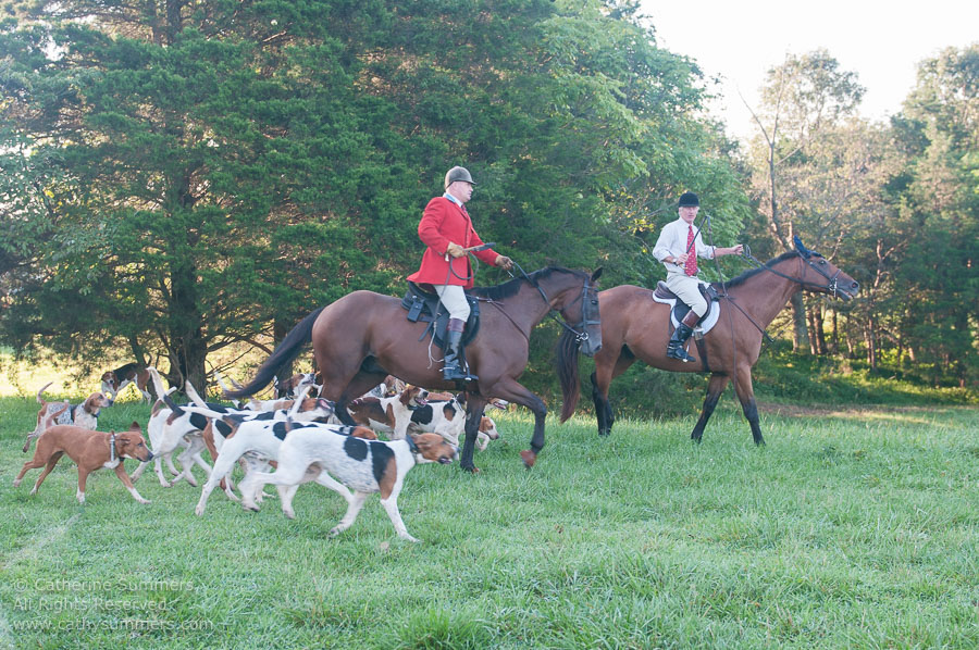 20130902_006: Bok Summers, hounds, Huntsman, Whip, Whipper-In, Matthew Cook, fox hounds