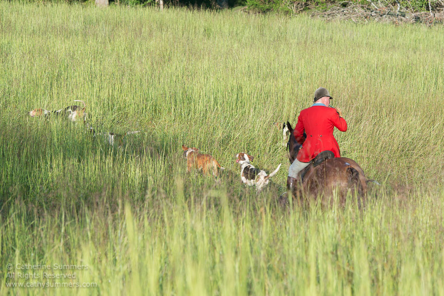 20130902_053: grass, Fox Hunting, hounds, Huntsman