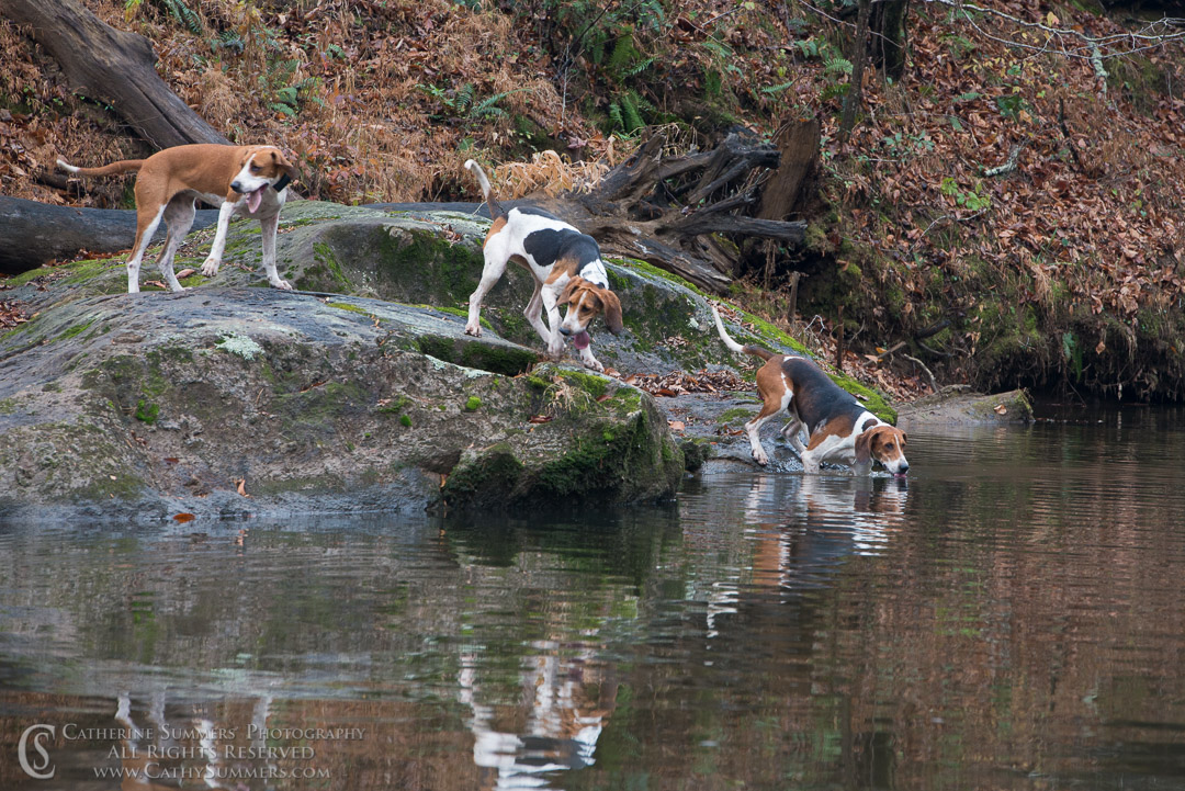 20131116_251: reflection, Fox Hunting, hounds, Mechum's River