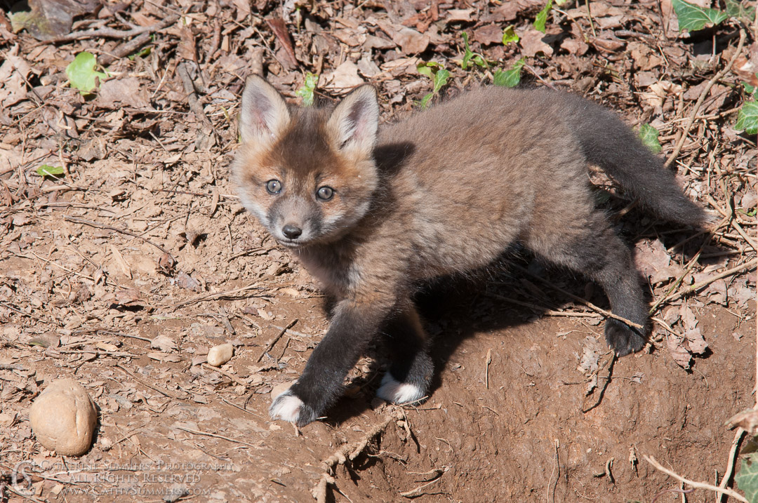 20140410_008: Abbott Lane, fox, foxes, kits, landscape