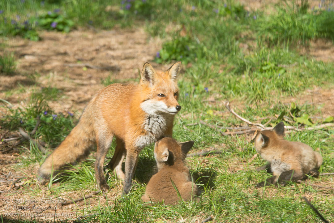 20140424_006: Abbott Lane, fox, foxes, kits, landscape