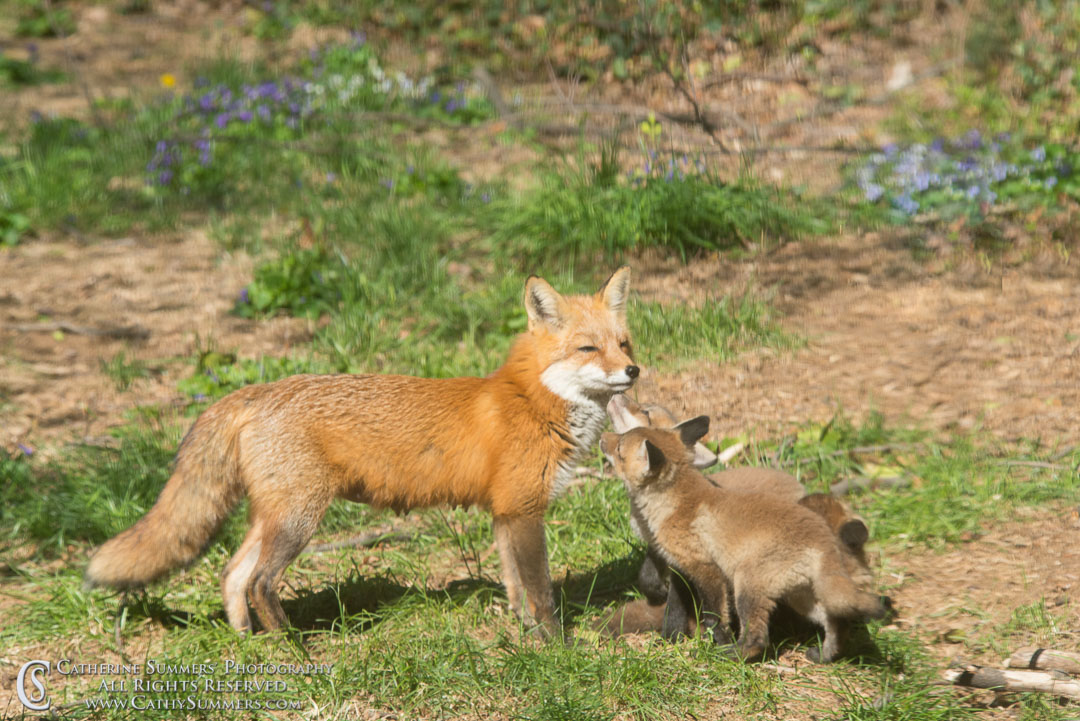 20140424_007: Abbott Lane, fox, foxes, kits, landscape